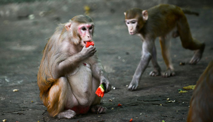 New studies show monkeys infected with coronavirus develop immunity