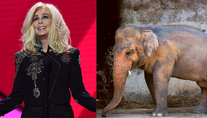 US singer Cher shares her delight as Pakistan agrees to free 'Kaavan'