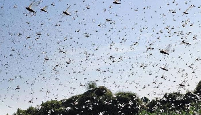 Locust attack: India looks to Pakistan, Iran for help in fighting swarm