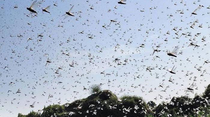 Locust attack: India looks to Pakistan, Iran for help in fighting swarm