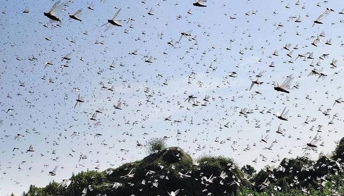 Locusts deal severe damage to mango, cotton and other crops in Sindh, southern Punjab