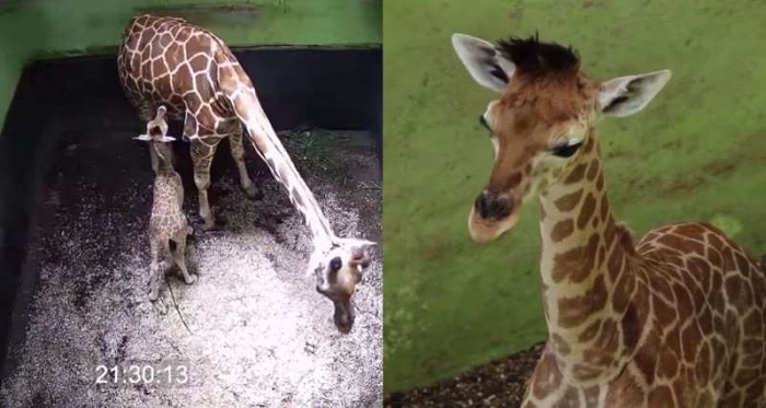 Bali zoo names new born baby giraffe 'corona' amid pandemic outbreak