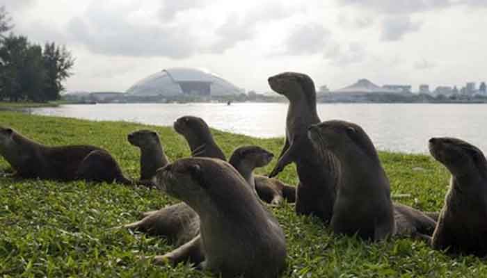 Otters being spotted on Singapore's empty streets during COVID-19 lockdown