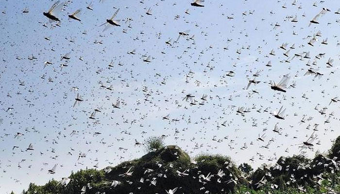 Banging utensils, playing loud music: India, Pakistan face worst locust attack in 3 decades