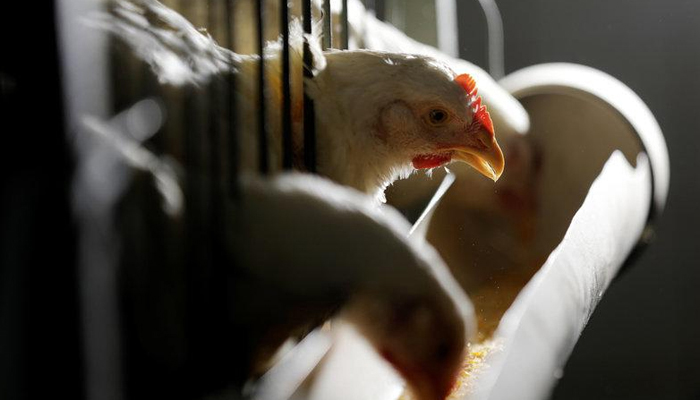 Fact-check: Reports suggesting coronavirus found in poultry are false