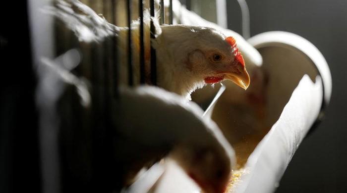 Fact-check: Reports suggesting coronavirus found in poultry are false
