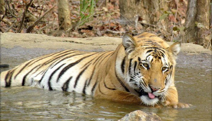 'Man-eater': India sentences tiger to lifetime in captivity 