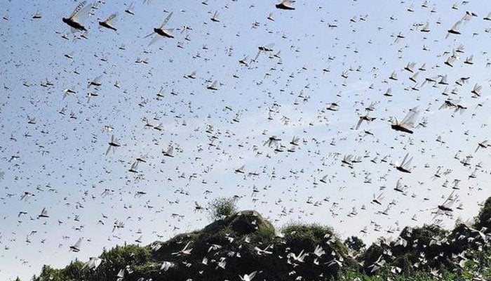 Around 38% of Pakistan's agricultural land has turned into locust-breeding ground: FAO