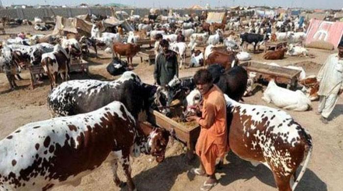 COVID-19: Fate of Karachi's annual sacrificial animal market hangs in the balance