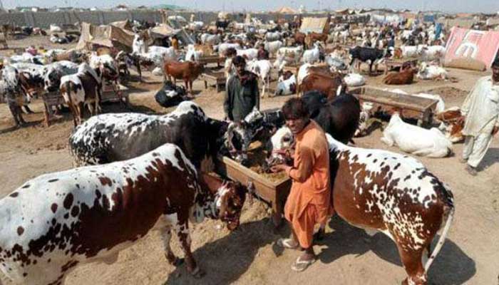 COVID-19: Govt begins talks with ulema to finalise SOPs for Eid-ul-Azha cattle markets