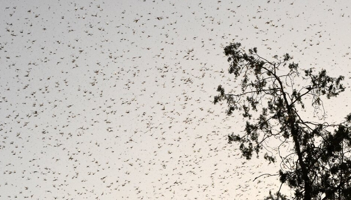 Nepal offers farmers rewards for catching locusts that ravaged harvests in India, Pakistan