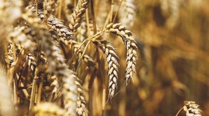 Influential people behind hoarding of 5 MMT of wheat Influential people behind hoarding of 5 MMT of wheat