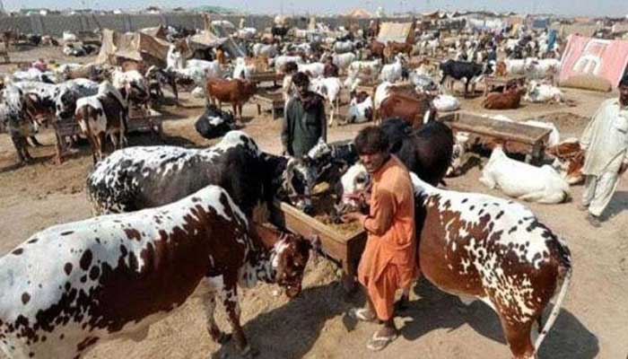 Eid-ul-Azha: SOPs thrown out of the window as people flock to country's largest cattle market