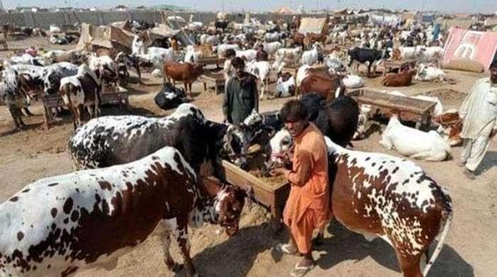 Eid-ul-Azha: SOPs thrown out of the window as people flock to country's largest cattle market