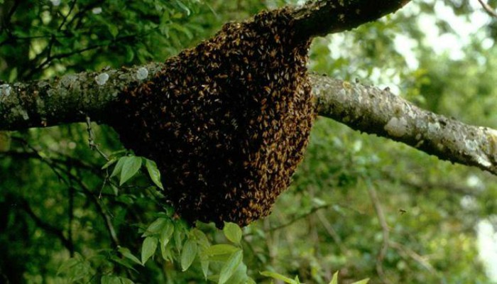Pakistan's massive plantation drive in Changa Manga boosts honey production
