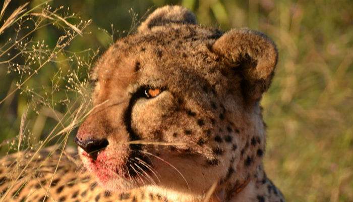 Man approaches PHC to retrieve possession of pet cheetah taken away by wildlife dept