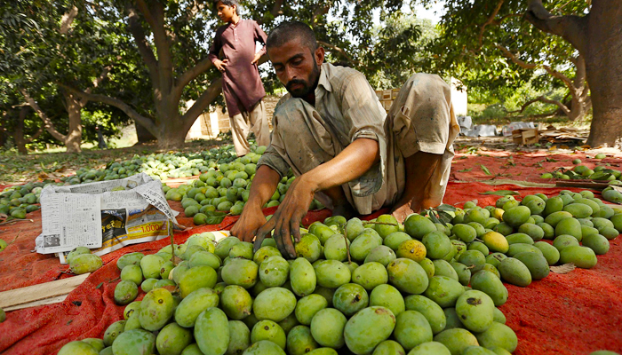 Limited exports hamper Pakistan's beloved mango season, production slahed by half