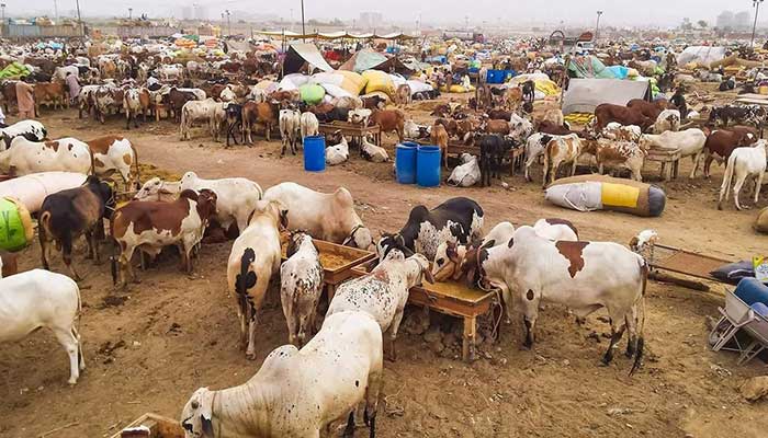 Sohrab Goth cattle market makes digital content creators agree to overlook SOPs violations