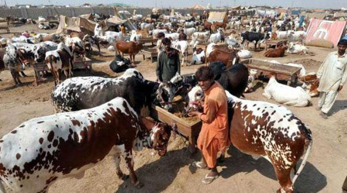 Eid-ul-Azha: Sindh govt allows establishment of cattle markets