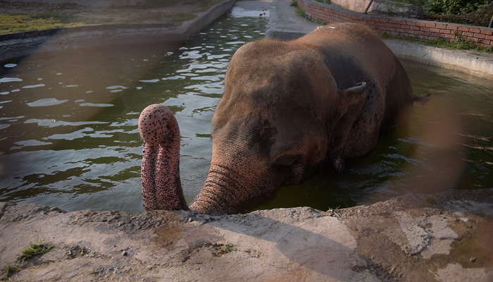 Pakistan to send lonely elephant Kaavan to new home in Cambodia