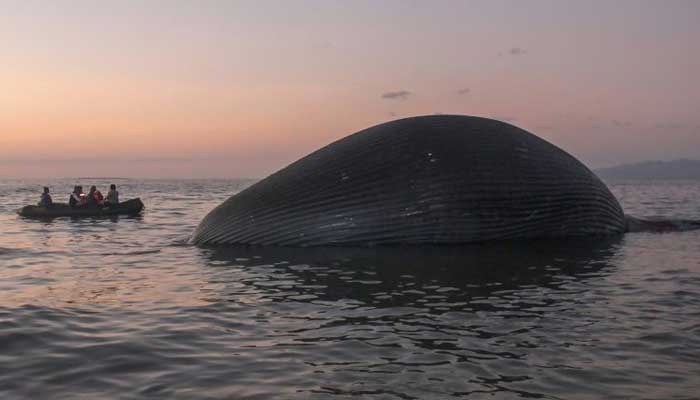Giant 75-foot whale washes up on Indonesian beach