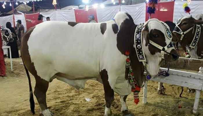 Eid Ul Adha Guidelines For Prevention Of Coronavirus