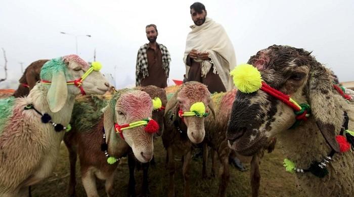 Mandi jao ge?': Here's what you should know about purchasing animals for Eid ul Adha Mandi jao ge?': Here's what you should know about purchasing animals for Eid ul Adha