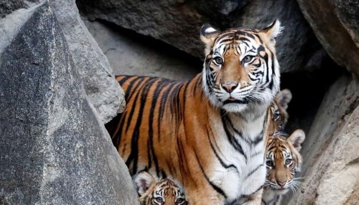 Tiger population in five SE Asian countries grows but their threats ´critical´: WWF