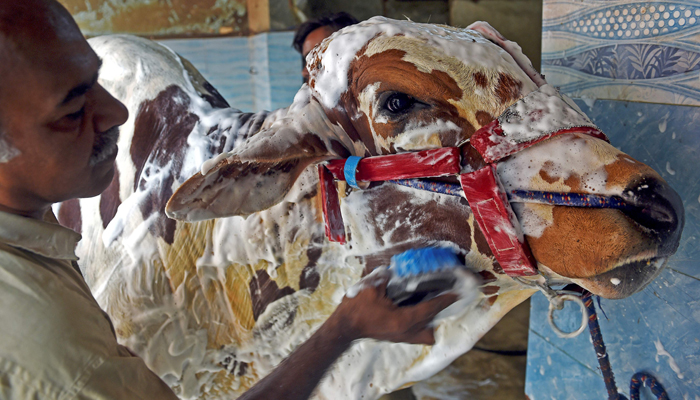 Cow wash: Pakistanis rush to have sacrificial animals scrubbed down ahead of Eid ul Adha
