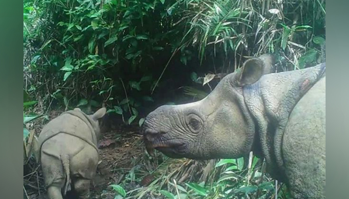 Two extremely rare Javan rhinoceros calves spotted in Indonesian park