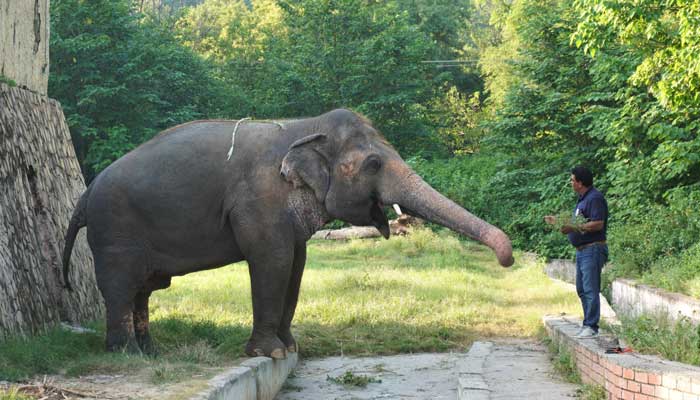 Does freedom await Kaavan, ‘The world’s loneliest elephant?’