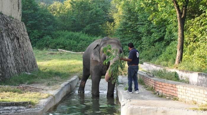 Does freedom await Kaavan, ‘The world’s loneliest elephant?’