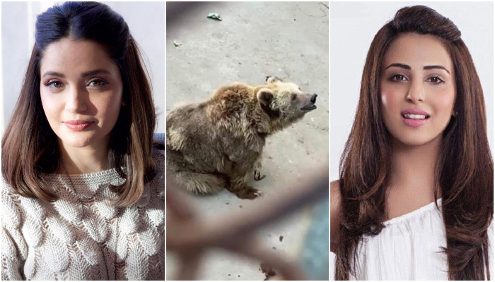 Ushna Shah, Armeena Khan call out Karachi Zoo over mistreatment of viral bear 