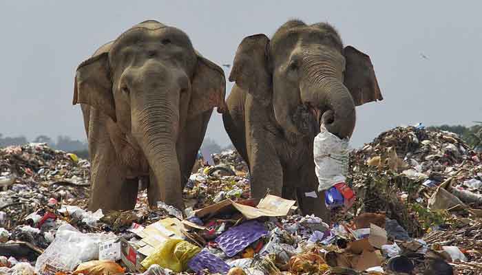 Heartbreaking photos of elephants searching for food at Sri Lanka garbage dump go viral