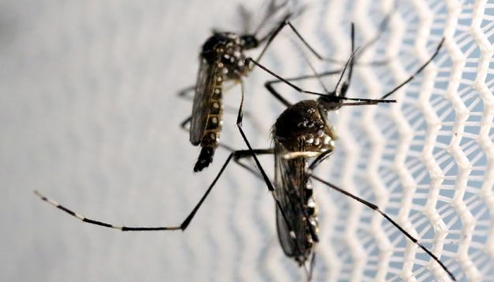 Dengue cases on the rise in Karachi: report