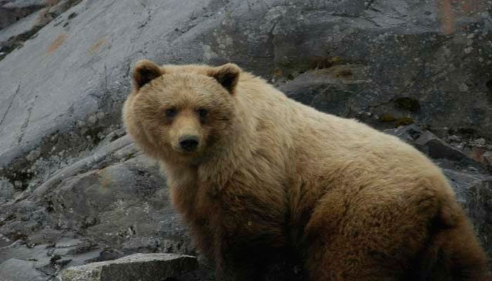 Brown bears attack Balakot villages