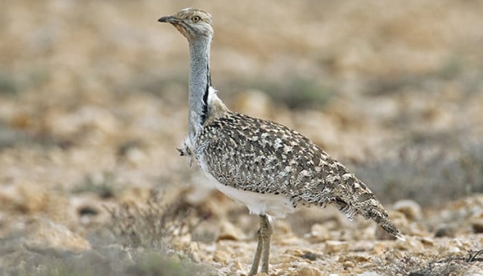 'Unprecedented, historic': Pakistan Customs recovers birds worth millions in Karachi operation