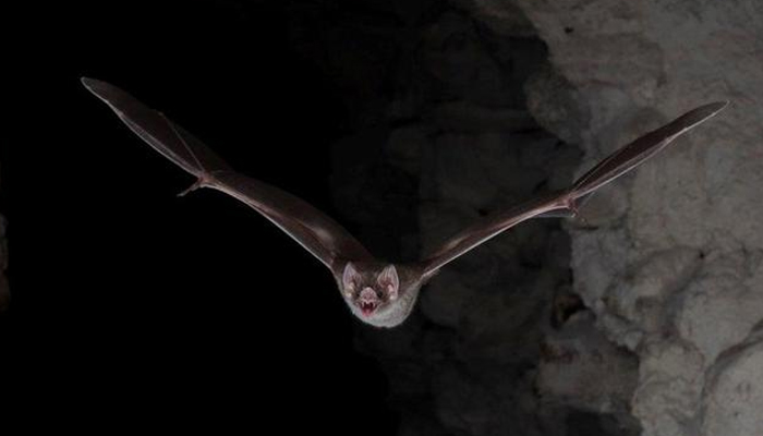 Vampire bats observe social distancing when they are sick: study