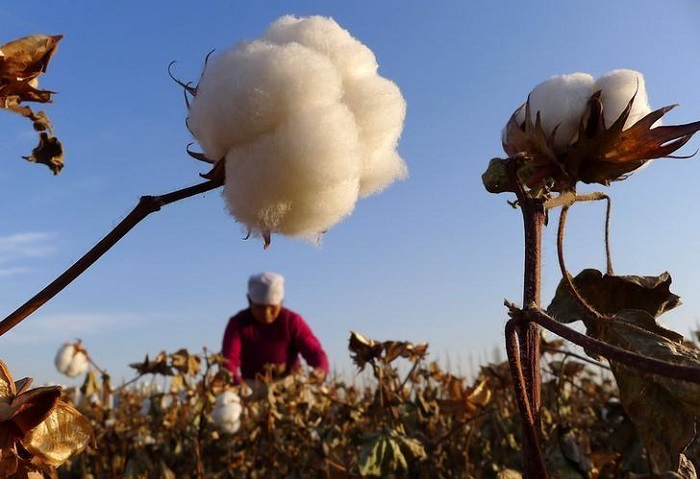 Pakistan sees 43% decline in cotton stockpiling