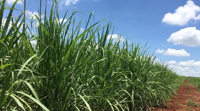 Sindh mills buying sugarcane from Punjab at low rate