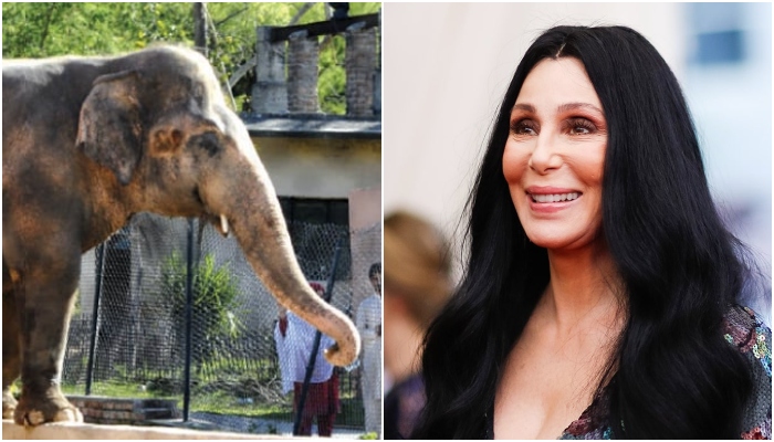 Cher reportedly coming to Pakistan to bid farewell to Kaavan