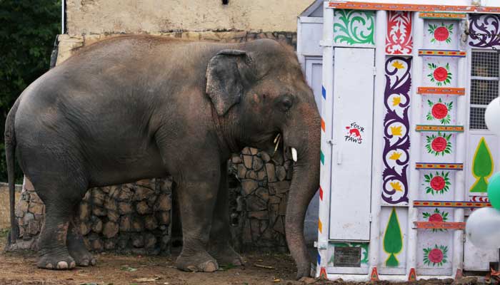 Here's how the 'world's loneliest elephant' Kaavan will travel to Cambodia
