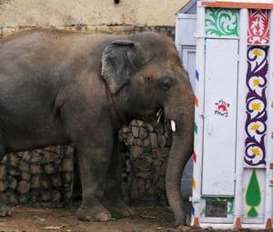 Here's how the 'world's loneliest elephant' Kaavan will travel to Cambodia