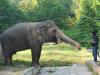 New home, new friends: ‘World’s loneliest elephant' Kaavan flies off to Cambodia today
