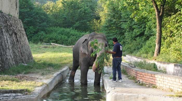 After 35 years, Kaavan finds freedom in Cambodia
