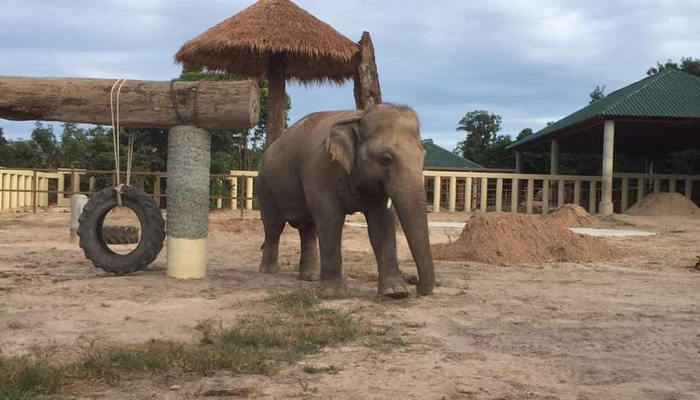 In pictures: Kaavan explores new home in Cambodia, makes contact with another elephant