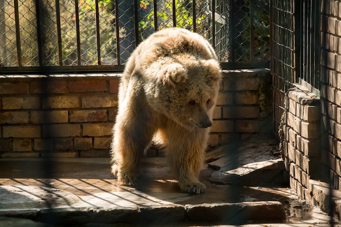 IHC irked by delay in transfer of Himalayan bears from Islamabad Zoo to Jordan