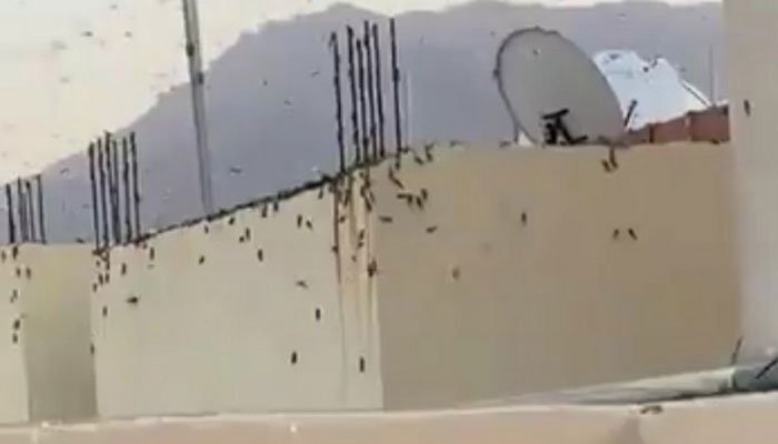 Swarms of locusts descend on the holy city of Makkah in Saudi Arabia
