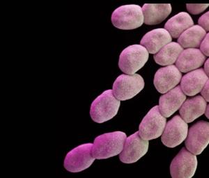 Study shows bacteria can travel between continents 'hidden' in atmospheric dust