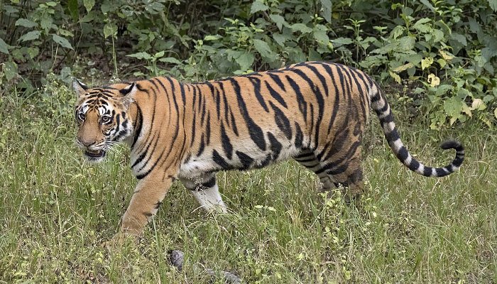 Wild tiger kills 45 goats in Lower Dir